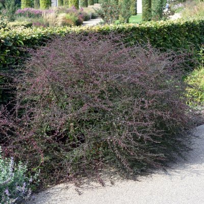 Symphyotrichum (Aster) lateriflorum Lady in Black, Grenaster, SQ1