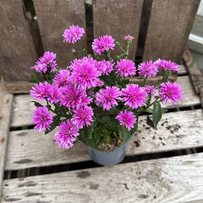 Aster Victoria