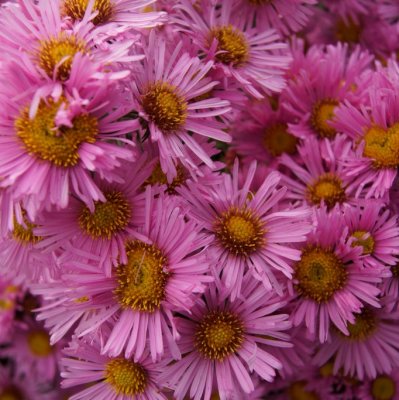 Symphyotrichum (Aster) novae-angliae Barr´s Pink, Luktaster, SQ1