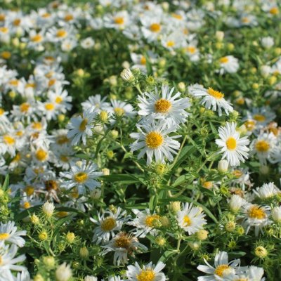 Symphyotrichum (Aster) novae-angliae Herbstschnee, Luktaster, SQ1