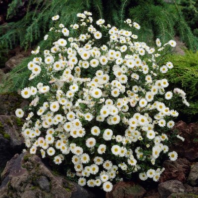 Symphyotrichum (Aster) novi-belgii White Ladies, Höstaster, SQ1