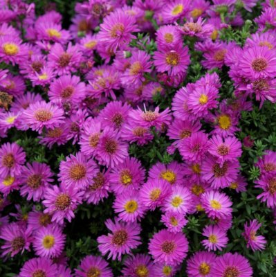 Symphyotrichum (Aster) novi-belgii Starlight, Oktoberaster, SQ1