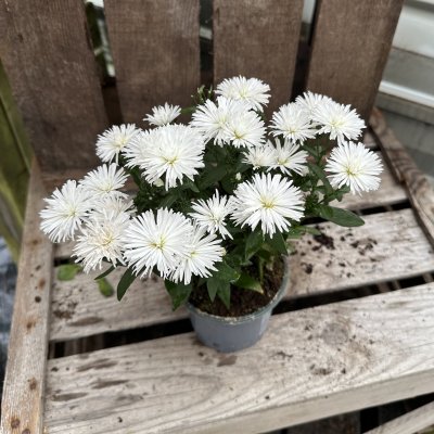 Aster Victoria