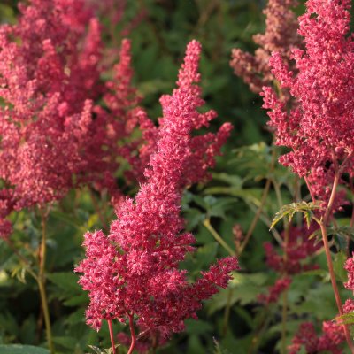 Astilbe japonica Red Sentinel, Silverastilbe