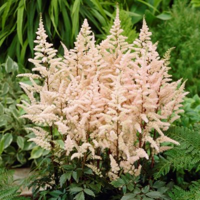 Astilbe arendsii Bumalda, Astilbe