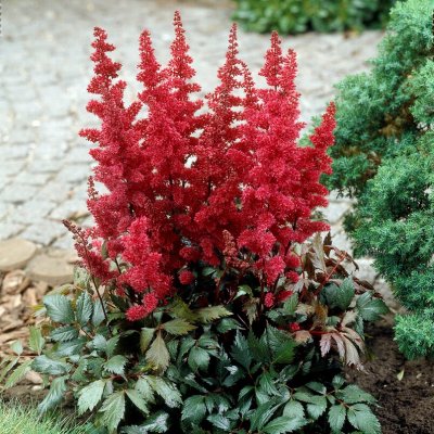 Astilbe arendsii Fanal, Astilbe