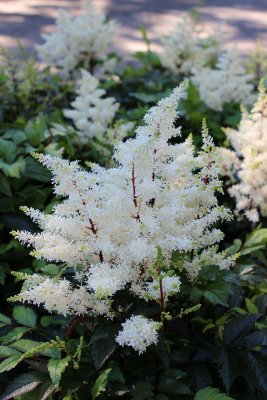 Astilbe arendsii Rock & Roll ®, Astilbe, SQ1
