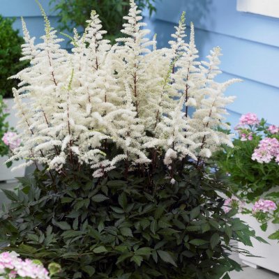 Astilbe arendsii Cappuccino ®, Astilbe, SQ1