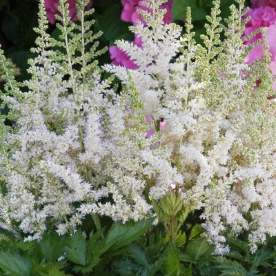 Astilbe chinensis Visions in White ®, Plymastilbe, P11cm