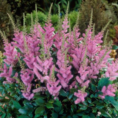 Astilbe chinensis Pumila, Dvärgastilbe