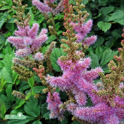 Astilbe chinensis Pumila, Dvärgastilbe, C13cm
