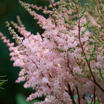 Astilbe chinensis Spotlight ®, Astilbe, C13cm