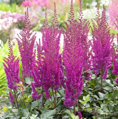 Astilbe chinensis Vision in Red ®, Plymastilbe, SQ1