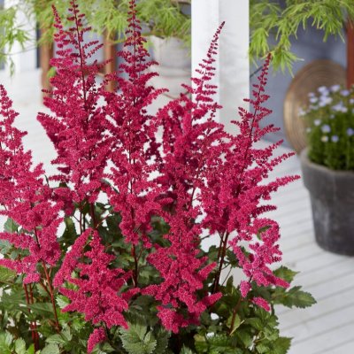 Astilbe chinensis Vision Volcano ®