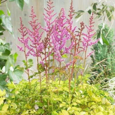 Astilbe arendsii Color Flash Lime ®, Astilbe , C13cm