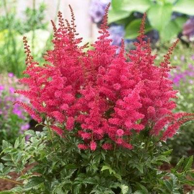 Astilbe hybr. Younique ™ Carmine ®, Astilbe , SQ1