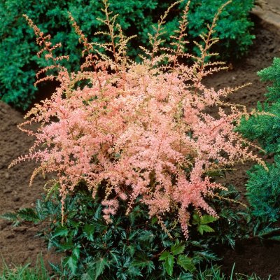 Astilbe simplicifolia Sprite, Fjäderastilbe