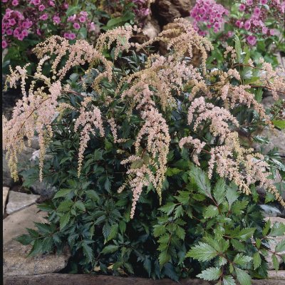 Astilbe thunbergii Betsy Cuperus