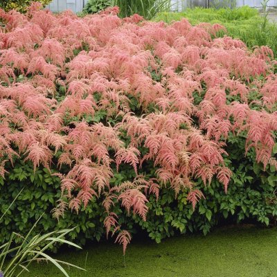 Astilbe thunbergii Straussenfeder, Höstastilbe
