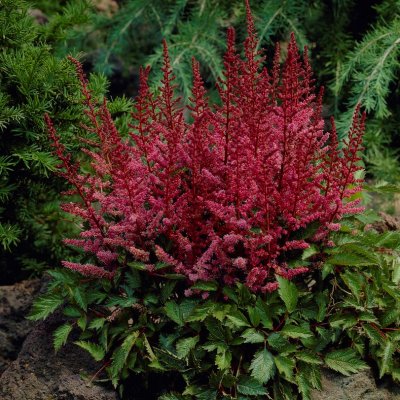 Astilbe chinensis Veronica Klose, Plymastilbe