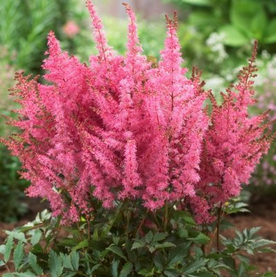Astilbe hybr. Younique ™ Pink ®, Astilbe , C13cm