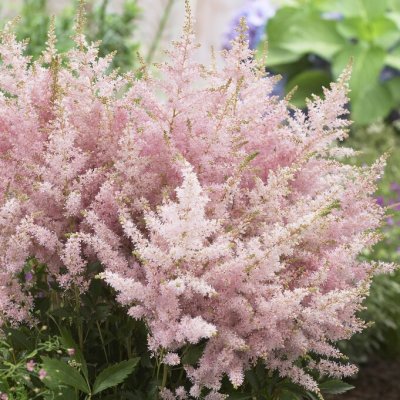 Astilbe hybr. Younique ™ Silvery Pink ®, Astilbe , P11cm