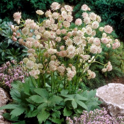 Astrantia major, Stjärnflocka