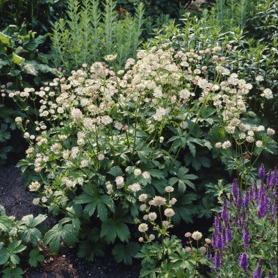 Astrantia major Alba, Stjärnflocka