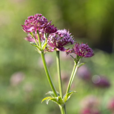 Astrantia major Gill Richardson, Stjärnflocka, C11cm