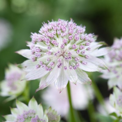 Astrantia major Little Flowerer, Stjärnflocka