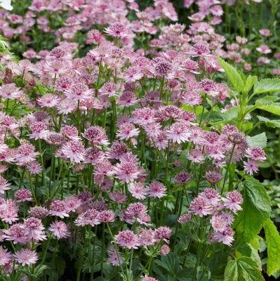 Astrantia major Roma ®, Stjärnflocka