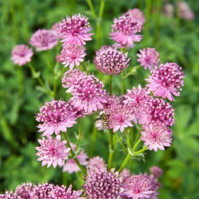 Astrantia major Roma ®, Stjärnflocka, C13cm