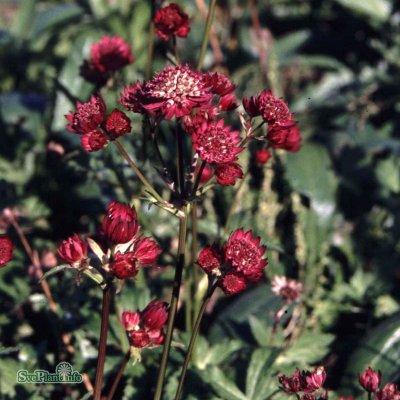 Astrantia major Rubra, Stjärnflocka, C11,5cm