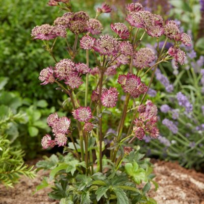 Astrantia major Star of Beauty ®, Stjärnflocka