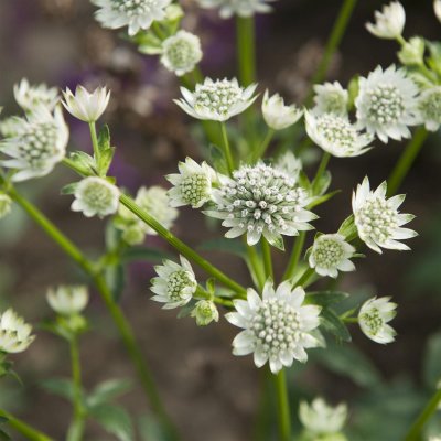 Astrantia major Star of Billion ®, Stjärnflocka, C11,5cm