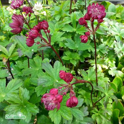Astrantia major Star of Fire ®, Stjärnflocka, C11,5cm