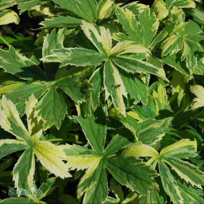 Astrantia major Sunningdale Variegated, Stjärnflocka, P9cm