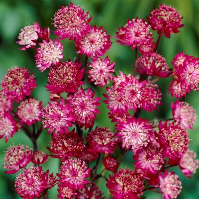 Astrantia major Moulin Rouge ®, Stjärnflocka