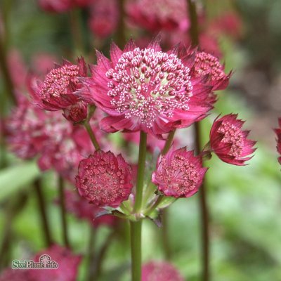 Astrantia major Moulin Rouge ®, Stjärnflocka, C13cm