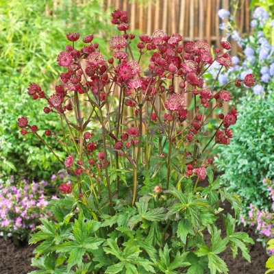 Astrantia major Star of Love ®, Stjärnflocka, C11cm