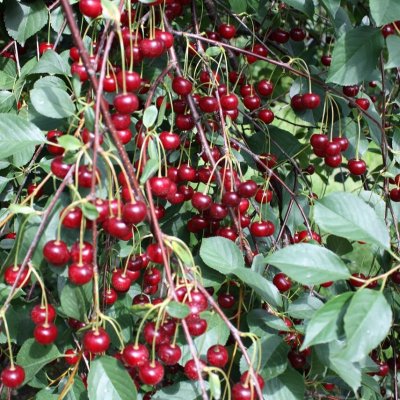 Buskkörsbär, Athos ®, stam P. avi 3-års co