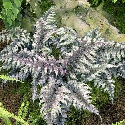 Athyrium niponicum Burgundy Lace, Regnbågsbräken, P9cm