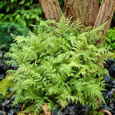 Athyrium vidalii, Pagodbräken, P9cm