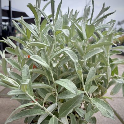 Salix candida Iceberg Valley ®