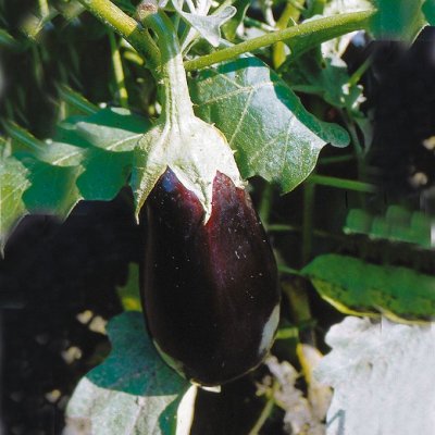 Aubergine / Äggplanta Roma, Ekologisk