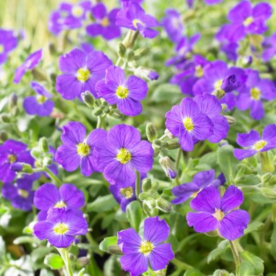 Aubrieta x cultorum Cascade Blue, Aubrietia, P9cm