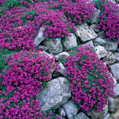 Aubrieta x cultorum Cascade Purple, Aubrietia, P9cm