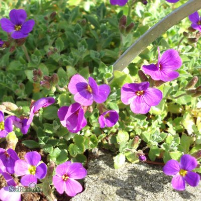Aubrieta hybr. Blaumeise, Aubrietia, C11cm