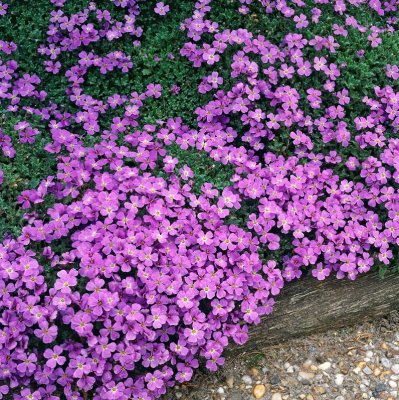 Aubrieta x cultorum Royal Blue, Aubrietia, C11cm