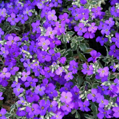 Aubrieta hybr. Silberrand, Aubrietia, C11cm